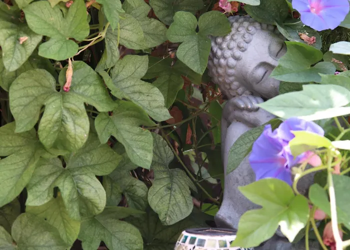 Hotel: Hostal Residencial La Paloma